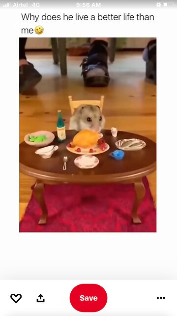 lf hamsters were humans 🐶👶🐾🐈‍⬛👣