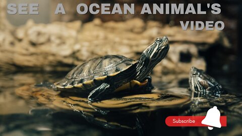 See A Beautiful Ocean & Animal.