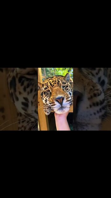 fazendo carinho em uma onça 😱😱