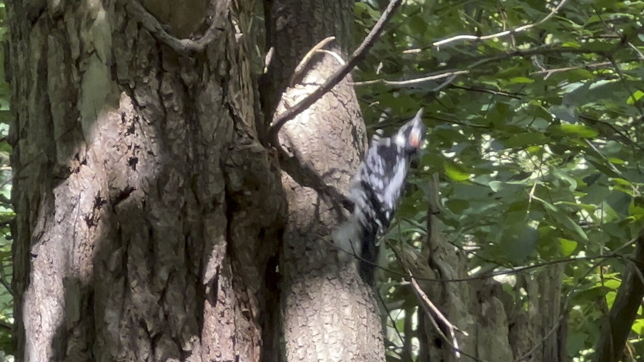 Hairy Wood Peckers alarmed at something? 🤔