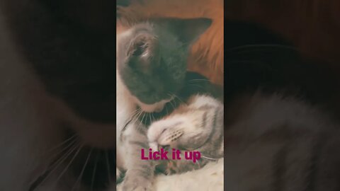 Lick her brother up😂