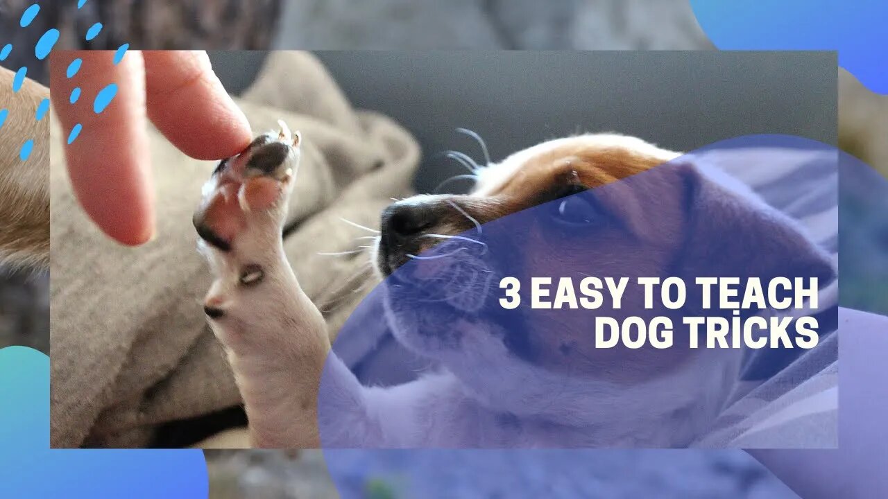 3 easy to teach dog tricks