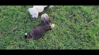 O Litter -Outside Again(1)