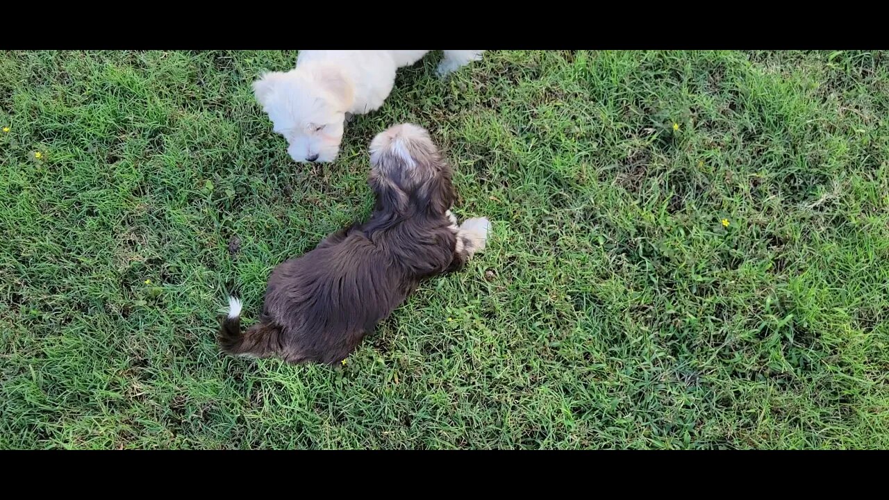 O Litter -Outside Again(1)