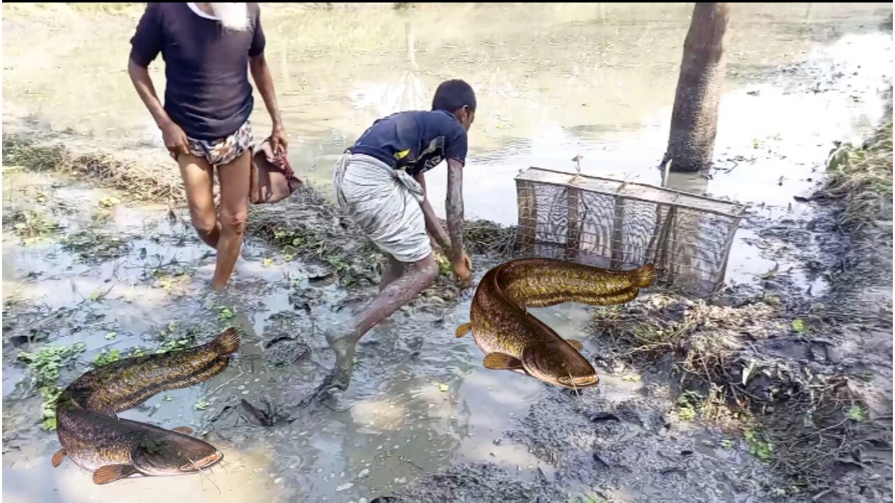 Traditional Kholsun Fishing - Search & Catching Big Catfish - Fishing With Beautiful Nature