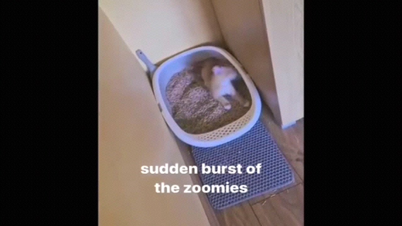 Funny 😁 Animal Videos PT03