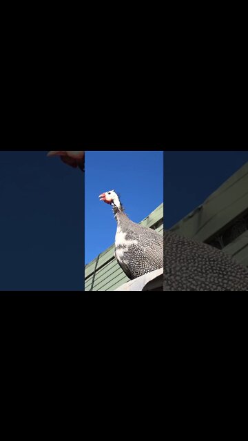 Male guinea fowl call