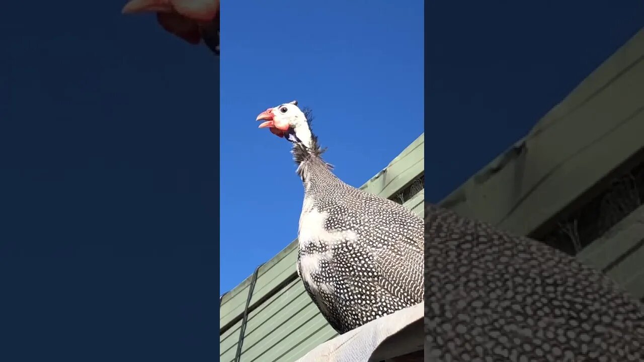 Male guinea fowl call