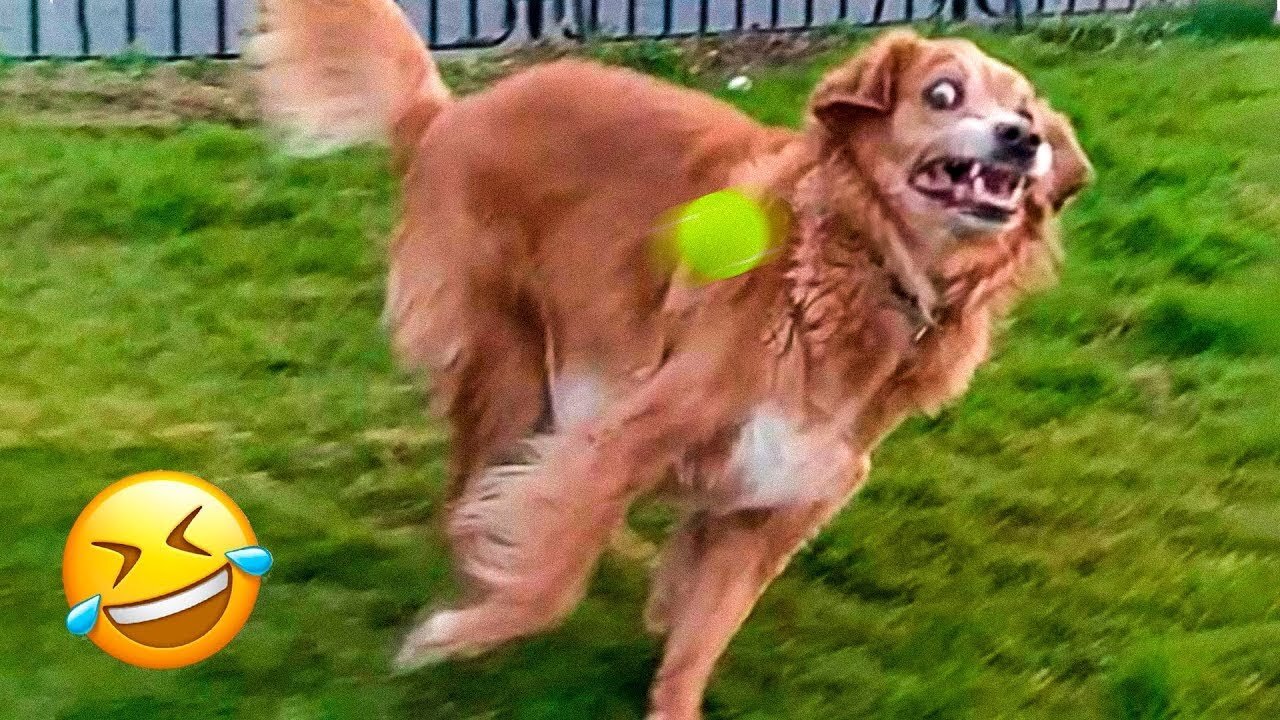 Funniest Dogs Reaction 🐶😹 - Funniest Animals 2023 | funnyanimalvideo