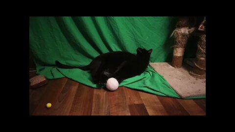 Why Black Cats are the Best - Goofiest Moments