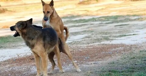 Ahh Ahhh Fucking Dogs Mating Video #dogsmating