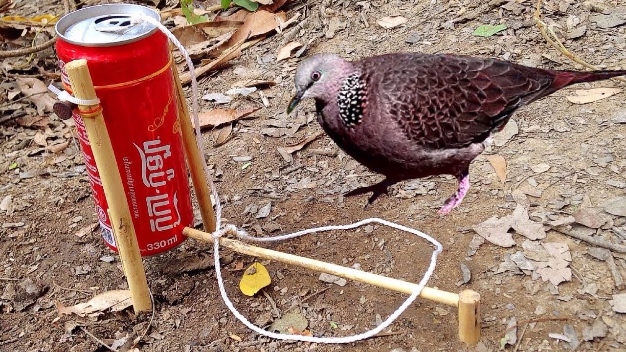 Amazing Quick Bird Trap From Cans Coca-Cola