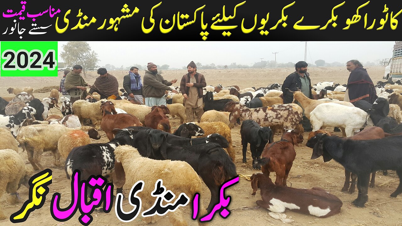 Iqbal Nagar Bakra Mandi Today Latest Update | Beetal Goats | Breeders Bakray I Bakra price Pakistan