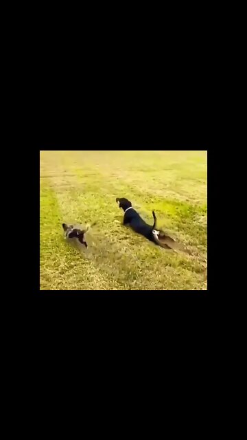 My dog become a shark 😂😂🦈 #shorts #shortsfeed #clips #shortvideo