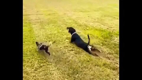 My dog become a shark 😂😂🦈 #shorts #shortsfeed #clips #shortvideo