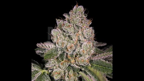 Recreational Cannabis IN MARYLAND, Insanity Insues As the Ppl Try Fight Back