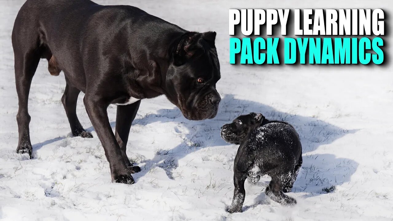 Puppy Learning PACK Dynamics - RAW Home Video - Cane Corso