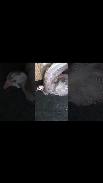 Disabled guinea fowl’s a champion 💪 Eye of the Tiger/ Rocky