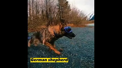 German Shepherd dog facts