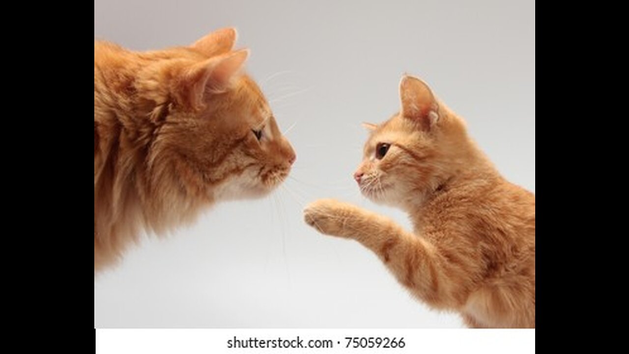 Most beautiful Cats😹 & Dogs🐶 Videos of 2023 Compilation! #56
