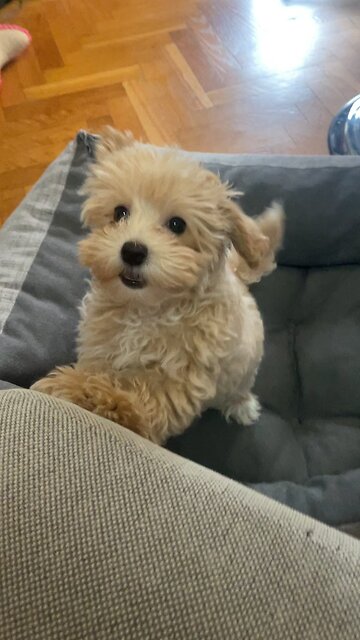 Maltipoo Puppy Playing With Her Owner