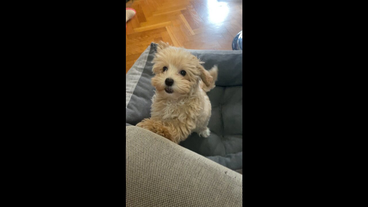 Maltipoo Puppy Playing With Her Owner