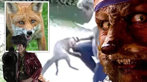 Rabid Foxes are Hunting Humans