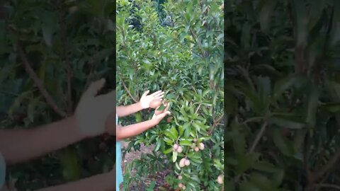 Lamud Tree on Thailand Farm