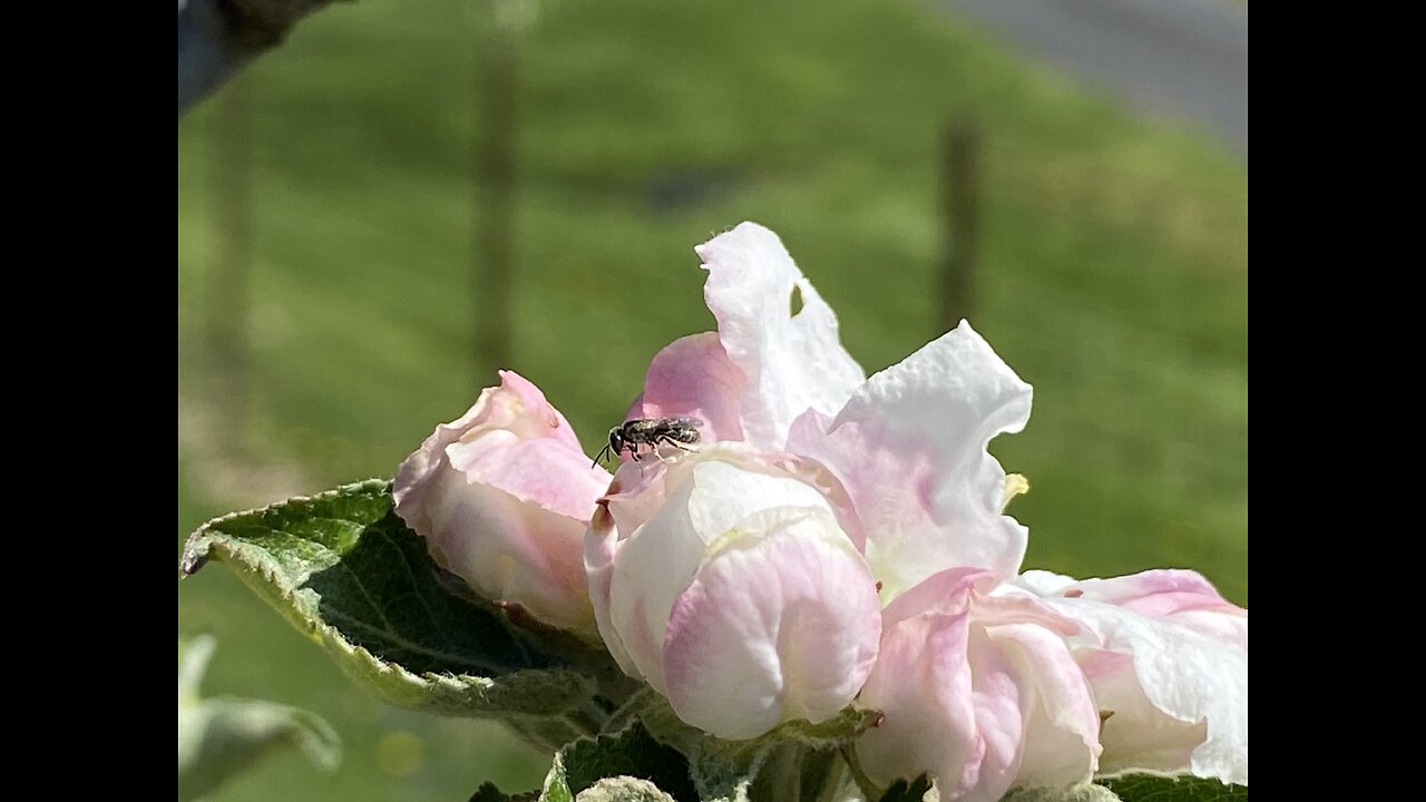 Spraying During Tight Cluster and Bloom