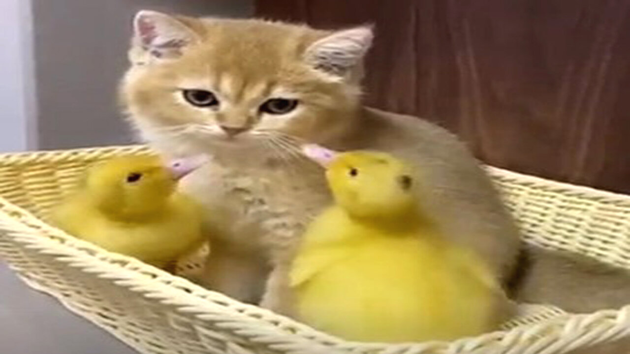 Watch a Cat and Duckling Play ! Too Cute to Miss!