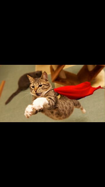 Hero cat saved a child from falling from a balcony