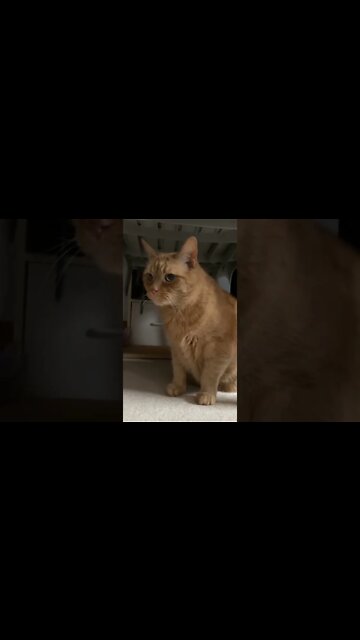 My gorgeous cat Hunter