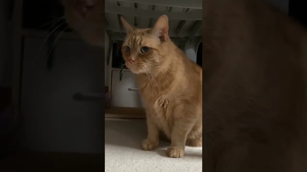 My gorgeous cat Hunter