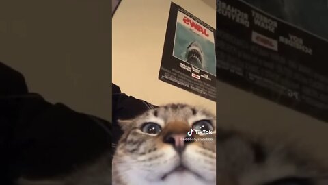 Cat Gets A Virus Mom I TikTok