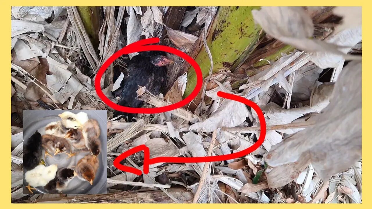 Resgate dos pequeninos