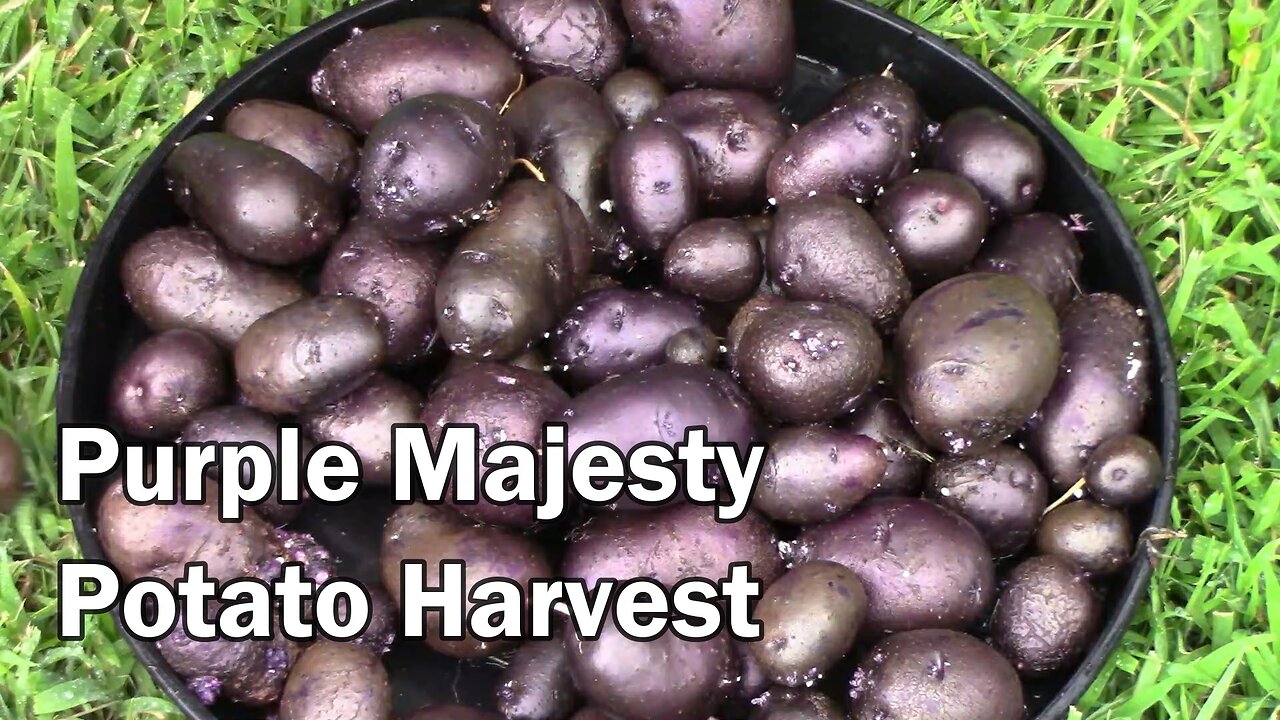 Purple Majesty Potato Harvest From 10 Gallon Grow Bag