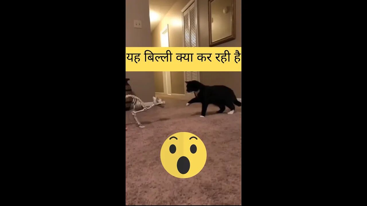 यह बिल्ली क्या कर रही है🤔What is this cat doing👈