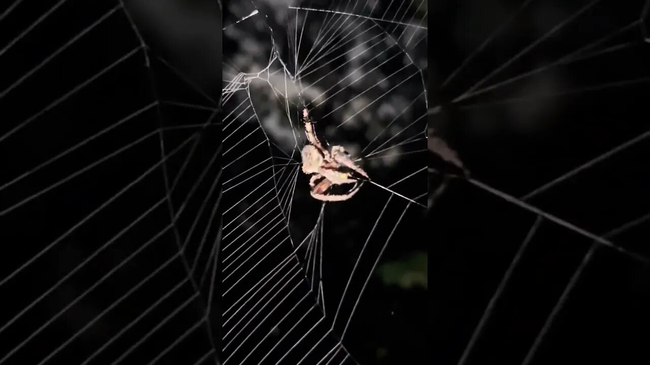 A really big spider, spinning a web and catching a bug ￼