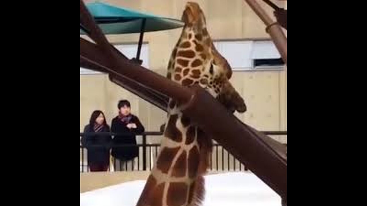 Amazing Giraffe video | #shorts