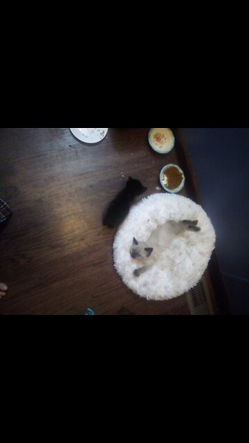 Dorian The Bob Tail Kitty, Thinks she is a rabbit.