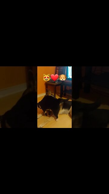 Bestfriends #shorts #cats #doggo
