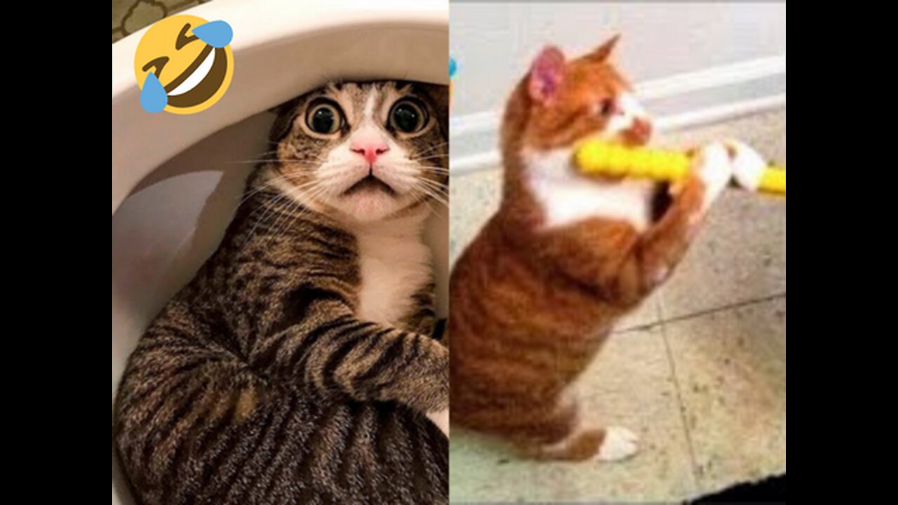 Funniest Animals Video - Best Cats😹 and Dogs🐶 Videos of 2022 Compilation!baby cat