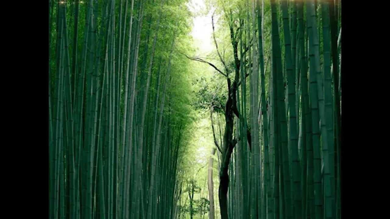 Bamboo (竹)