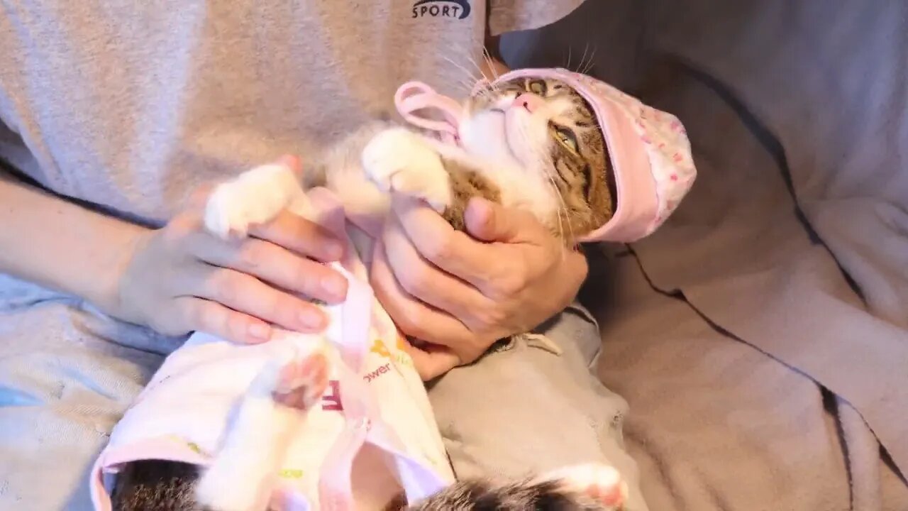 How to Put a Funny Cat Baby to Sleep