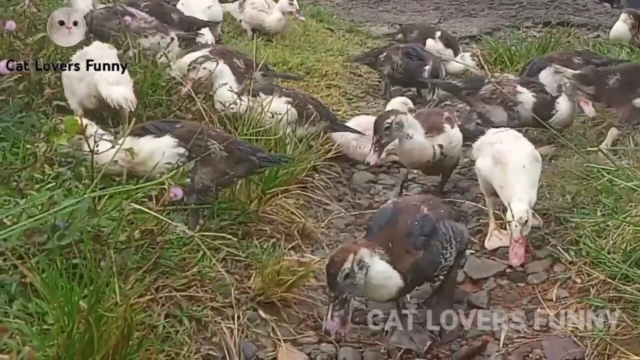 ducklings playing in the flower garden