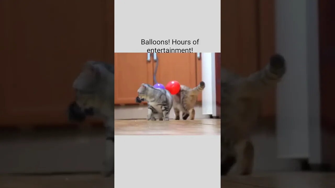 Balloons! Hours of entertainment!