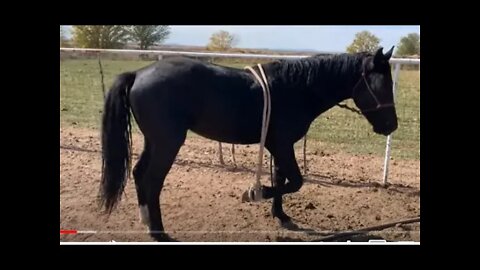 Not A Good First Time Horse Trimming - So Called Experts Teaching Bad Lessons