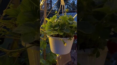 Ever bearing strawberries in the garden at night