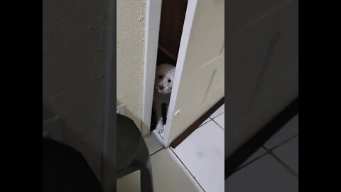 🐩 Poopoozinho, entra meu jovem!