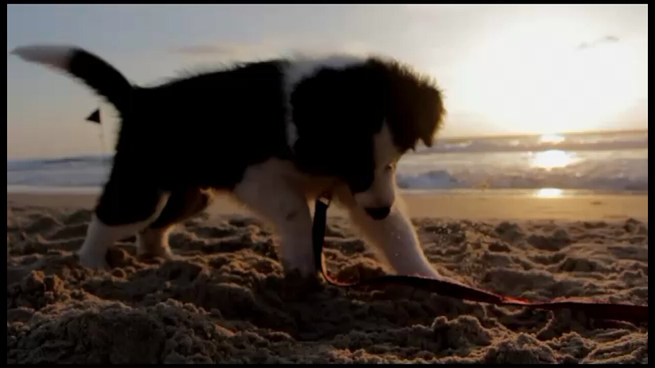 Beautiful Puppy Playing on the sea